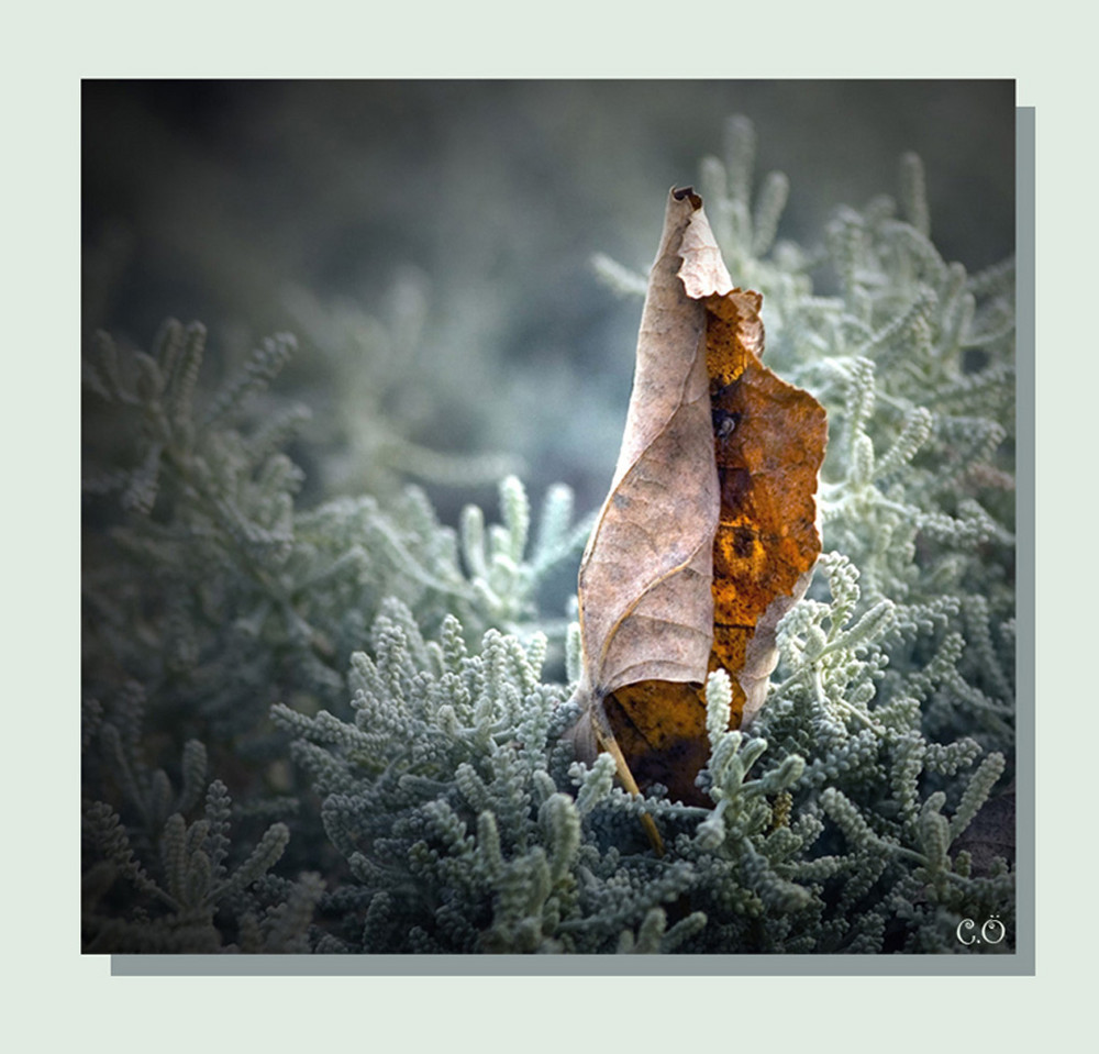 Канан Онер. All By Myself